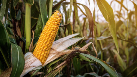 Ripe yellow corn cob on the field
